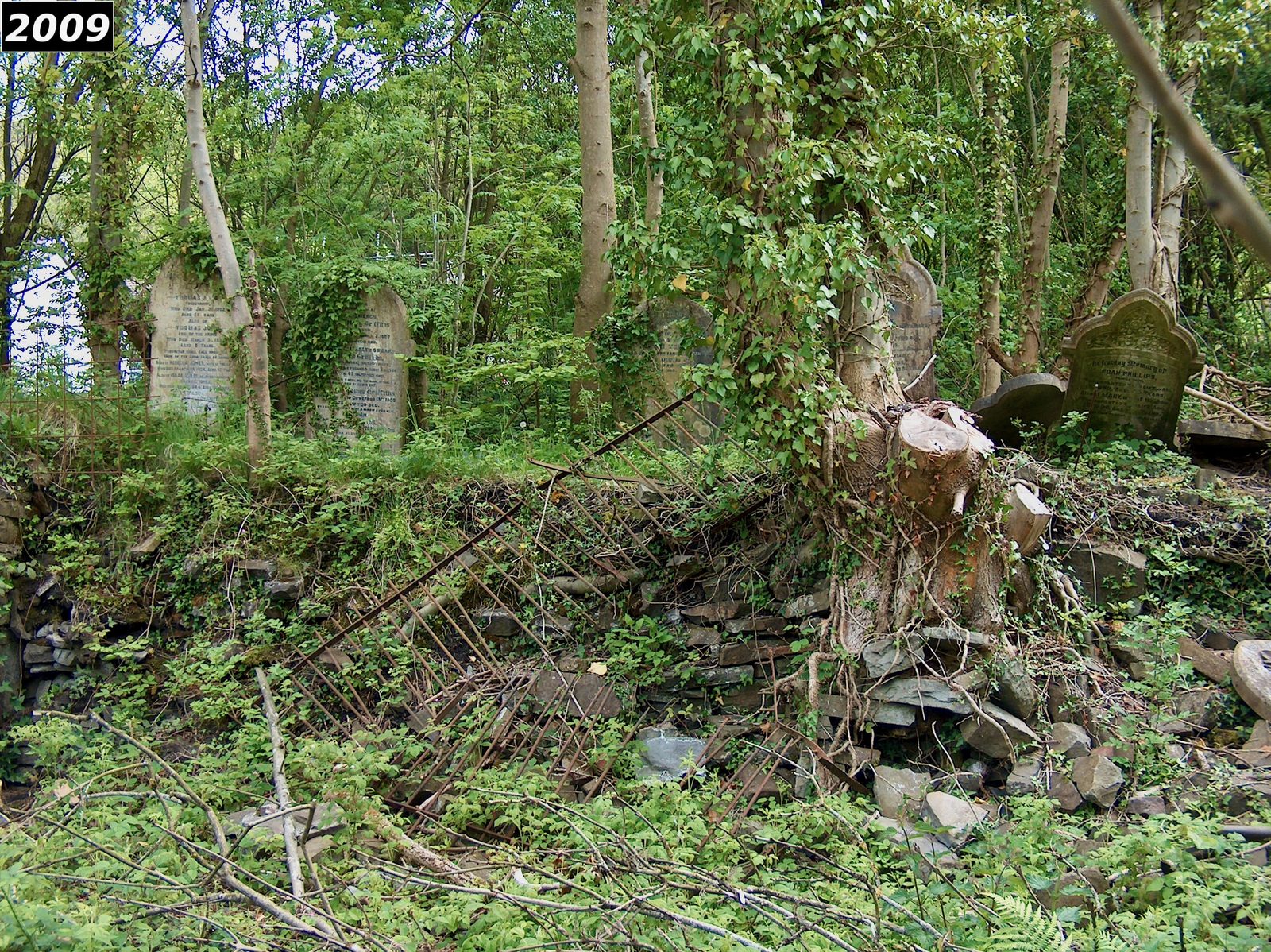Interior of Saron graveyard in 2009, with fallen headstones, a tree stump and debris amid heavy undergrowth