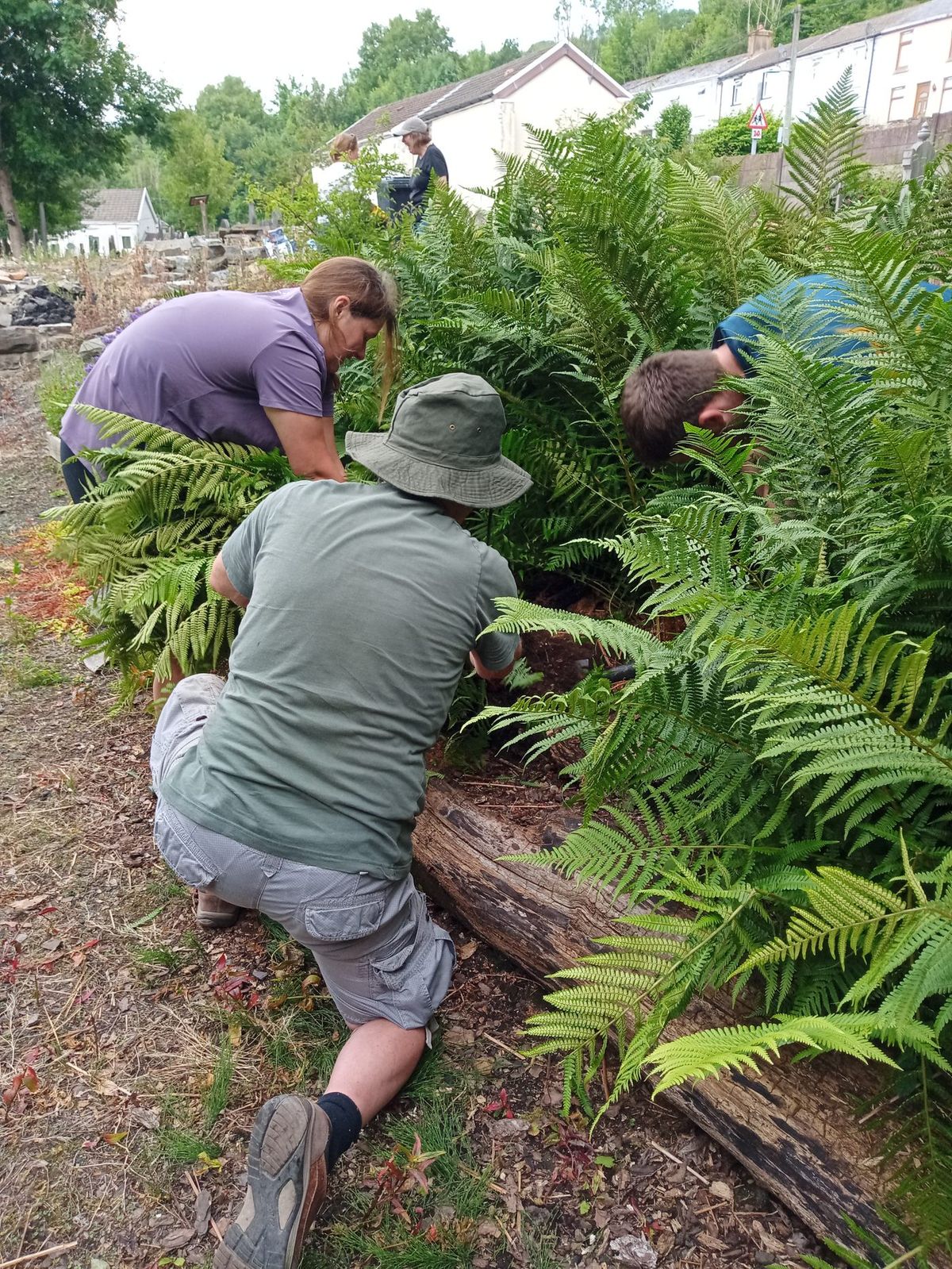 The fernery at Saron graveyard